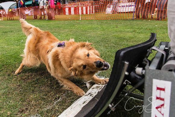 2994_HuddsBarkinthePark2013_bluplanetphoto_ED8Q7736