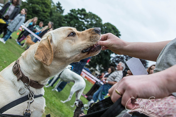 2675_HuddsBarkinthePark2013_bluplanetphoto__D8Q7422