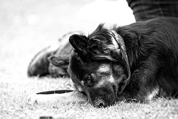 1441_HuddsBarkinthePark2013_bluplanetphoto__D8Q6484-Edit