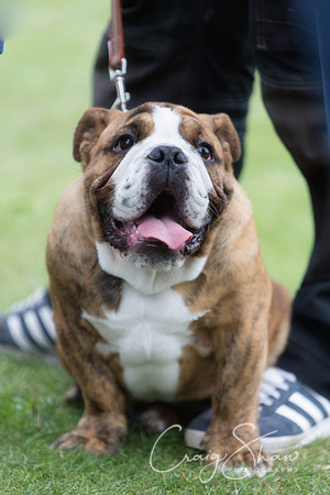 612_HuddsBarkinthePark2013_bluplanetphoto__D8Q5907-Edit