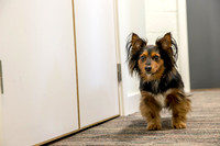 21_townhalldogs2015_craigshaw
