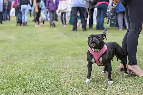 1274_HuddsBarkinthePark2013_bluplanetphoto__D8Q6351-Edit