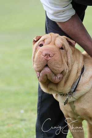 574_HuddsBarkinthePark2013_bluplanetphoto__D8Q5892-Edit