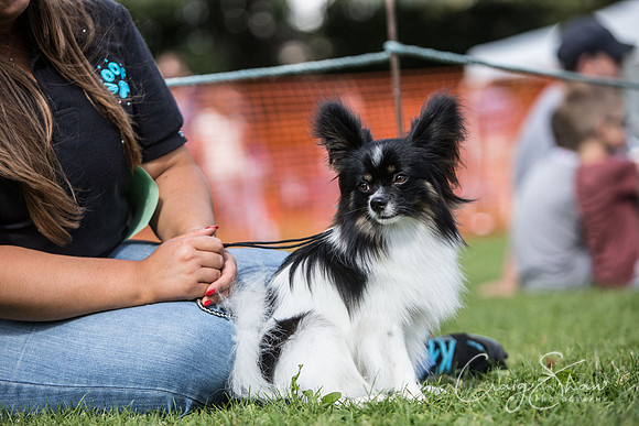 2104_K9Partyinthepark2014_RSPCAHalifax_bluplanetphoto