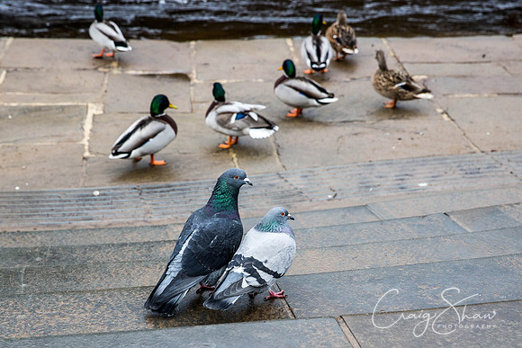 37_Floods2015_HebdenBridge_craigshaw
