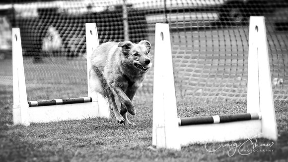 409_HuddsBarkinthePark2013_bluplanetphoto_ED8Q5771-Edit