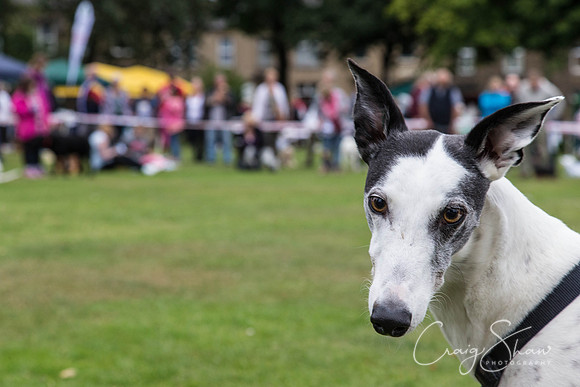 2653_HuddsBarkinthePark2013_bluplanetphoto__D8Q7400