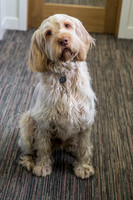 325_townhalldogs2015_craigshaw