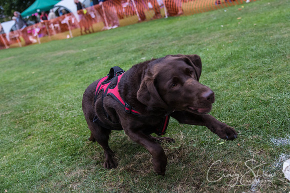 3015_HuddsBarkinthePark2013_bluplanetphoto_ED8Q7757