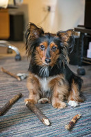 53_townhalldogs2015_craigshaw