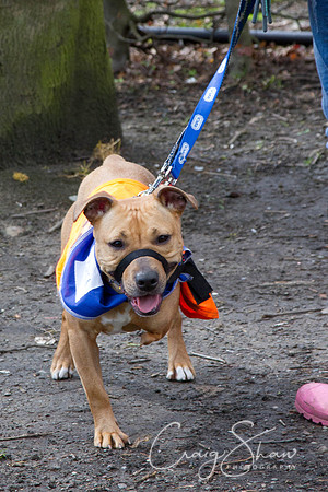 Hebden Happy Hounds RSPCA day