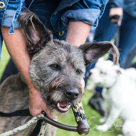 2658_HuddsBarkinthePark2013_bluplanetphoto__D8Q7405