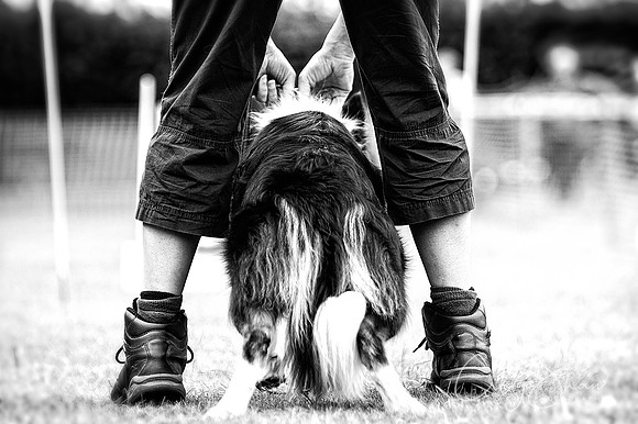 94_HuddsBarkinthePark2013_bluplanetphoto_ED8Q5460-Edit