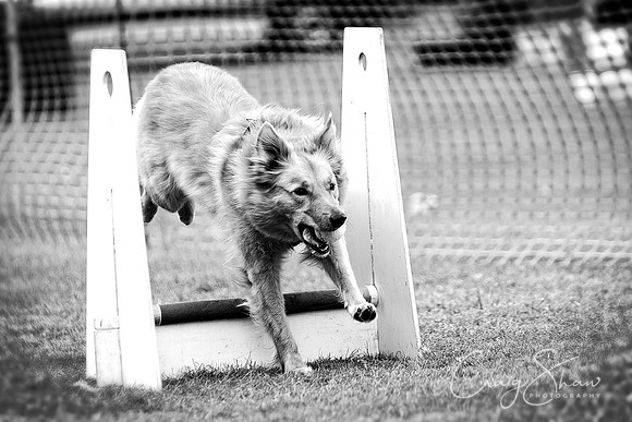 412_HuddsBarkinthePark2013_bluplanetphoto_ED8Q5773-Edit