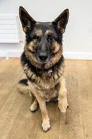 177_townhalldogs2015_craigshaw