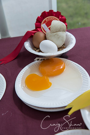 024_BlackshawFete2013_bluplanetphoto