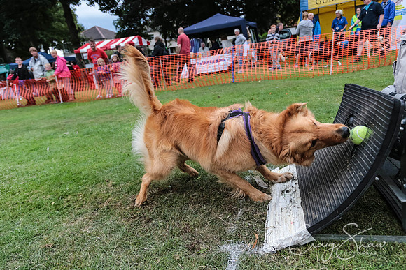 3041_HuddsBarkinthePark2013_bluplanetphoto_ED8Q7783