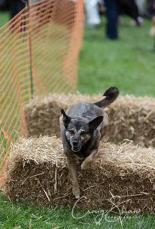 1044_HuddsBarkinthePark2013_bluplanetphoto_ED8Q6195-Edit