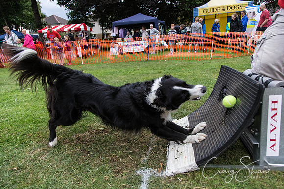 3031_HuddsBarkinthePark2013_bluplanetphoto_ED8Q7773