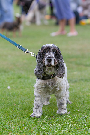 2382_HuddsBarkinthePark2013_bluplanetphoto_IMG_1112-Edit