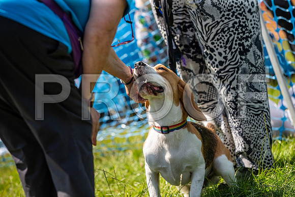 2657__PAWSFundogShow_July2022_cshaw