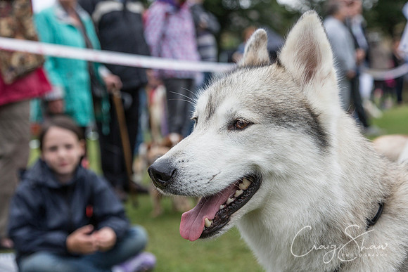 2519_HuddsBarkinthePark2013_bluplanetphoto__D8Q7309