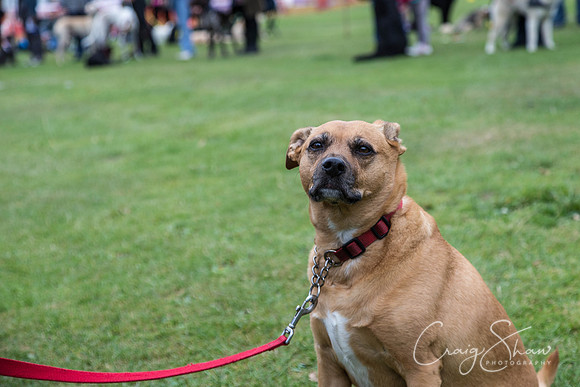 2686_HuddsBarkinthePark2013_bluplanetphoto__D8Q7433