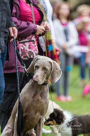 2604_HuddsBarkinthePark2013_bluplanetphoto_IMG_1169