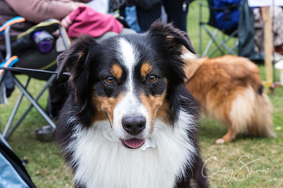 2598_HuddsBarkinthePark2013_bluplanetphoto__D8Q7355