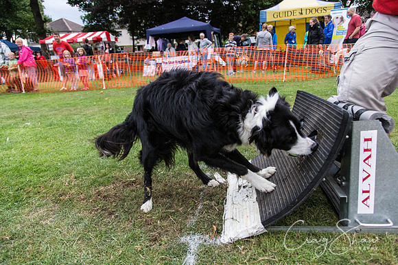 3033_HuddsBarkinthePark2013_bluplanetphoto_ED8Q7775