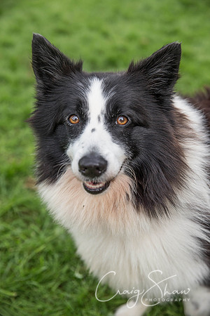 1692_Woofstock2016_craigshaw