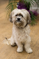 123_townhalldogs2015_craigshaw