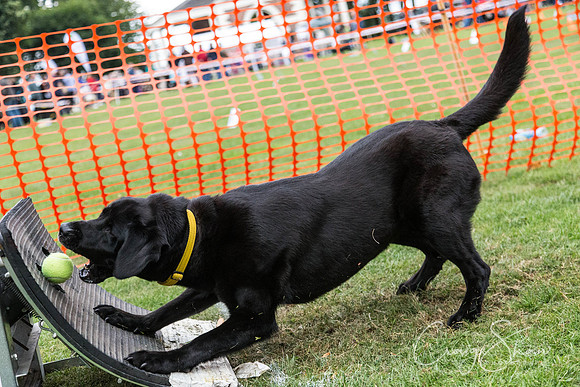 2840_HuddsBarkinthePark2013_bluplanetphoto__D8Q7582