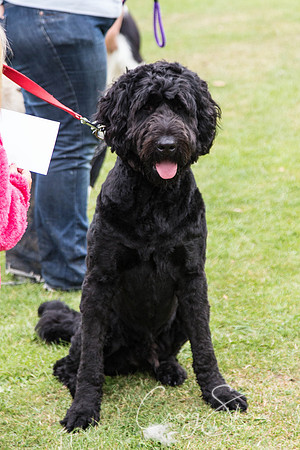 2621_HuddsBarkinthePark2013_bluplanetphoto__D8Q7370