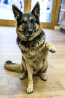 147_townhalldogs2015_craigshaw
