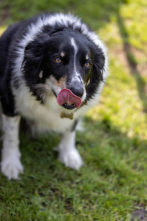 1484_HebdensHappyHounds2024_Cshaw-