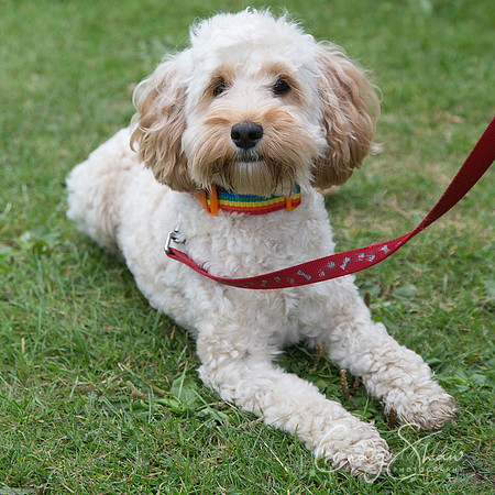 2499_HuddsBarkinthePark2013_bluplanetphoto__D8Q7289-Edit