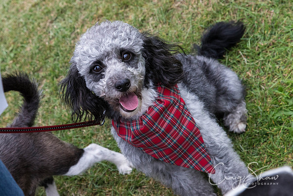 2648_HuddsBarkinthePark2013_bluplanetphoto__D8Q7395
