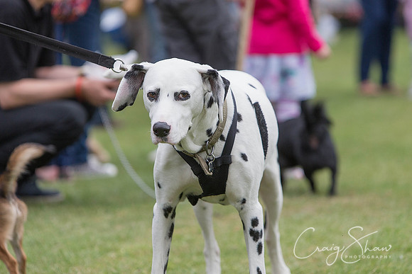 1194_HuddsBarkinthePark2013_bluplanetphoto__D8Q6302-Edit