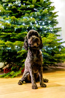 255_townhalldogs2015_craigshaw