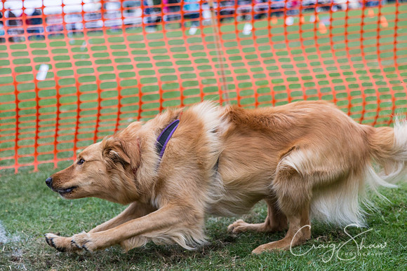 2827_HuddsBarkinthePark2013_bluplanetphoto__D8Q7569