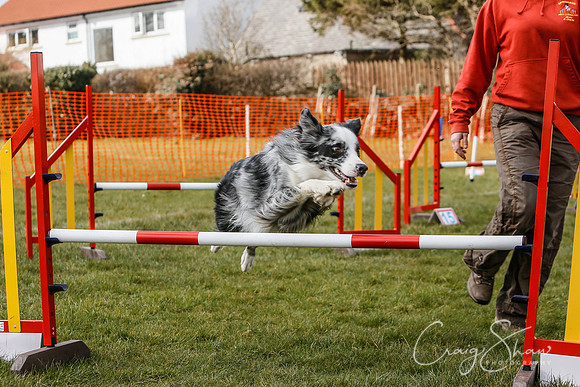 682_SpringersDogClub_FunDay_March2016_craigshaw