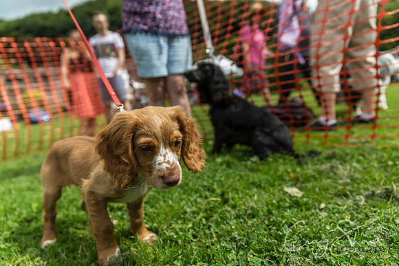 672_HebdenHappyHounds2016_bluplanetphoto