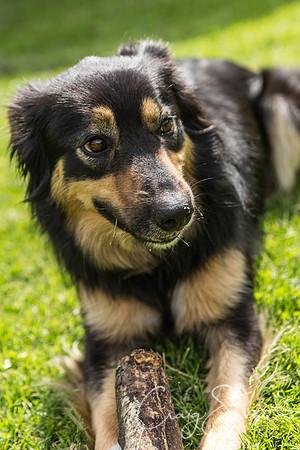 176_HebdenHappyHounds2016_bluplanetphoto