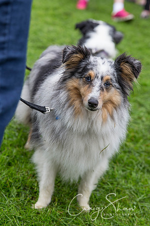 1094_ShibdenDogDayRSPCAHx_bluplanetphoto