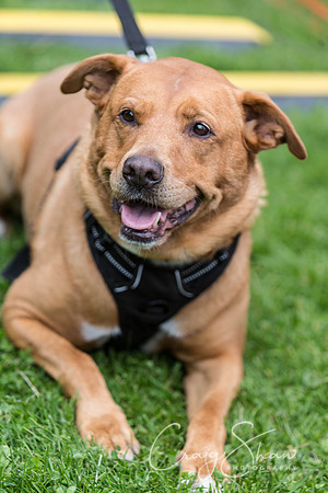 1258_HebdenHappyHounds2016_bluplanetphoto