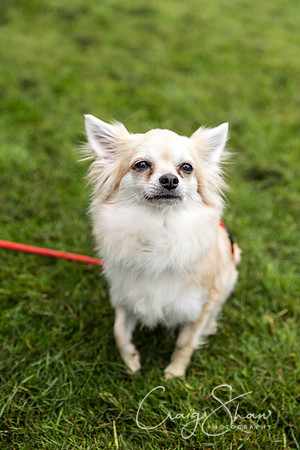 95_ShibdenDogDayRSPCAHx_bluplanetphoto