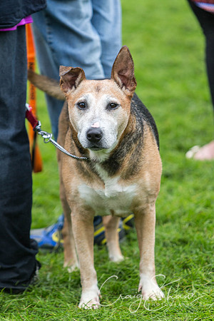 1719_ShibdenDogDayRSPCAHx_bluplanetphoto