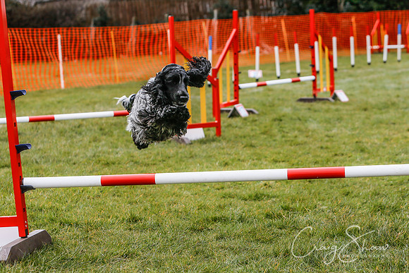 1223_SpringersDogClub_FunDay_March2016_craigshaw