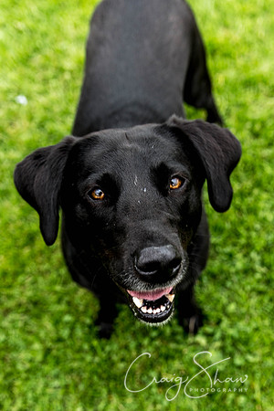 1466_HebdenHappyHounds2016_bluplanetphoto